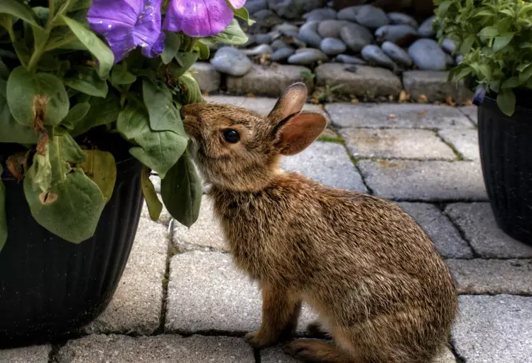 keep rabbits out of garden
