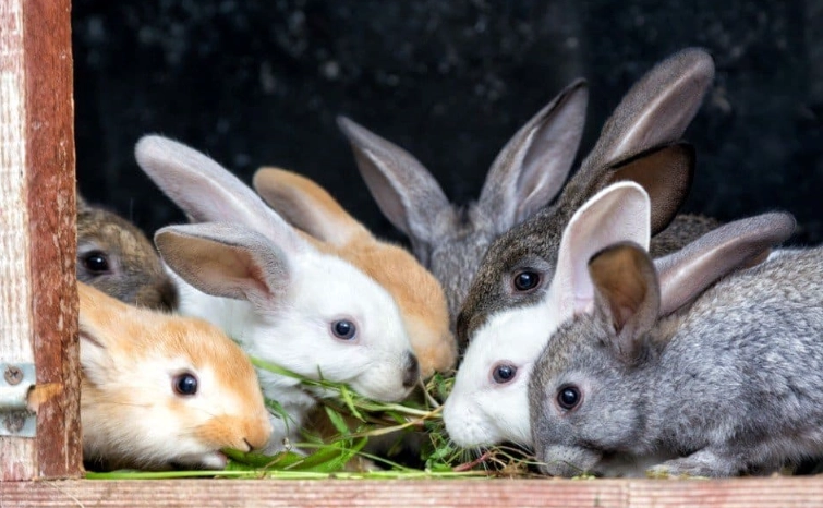 rabbit lifespan rabbit lifespan