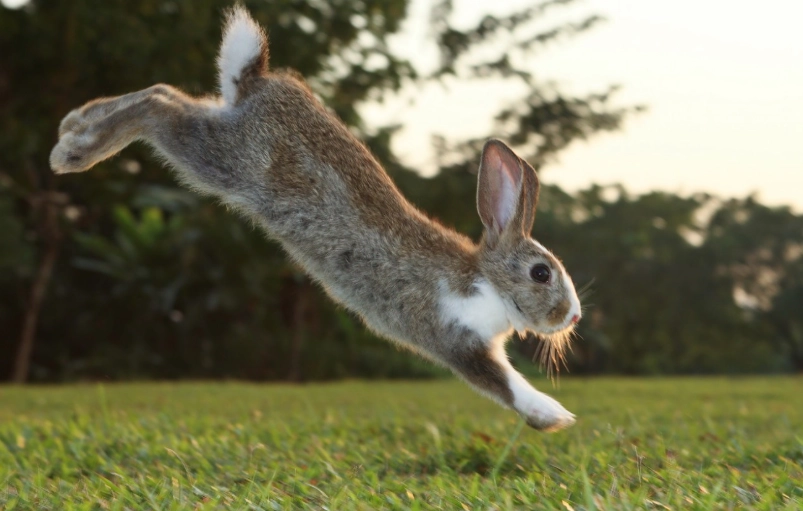 how high can rabbits jump