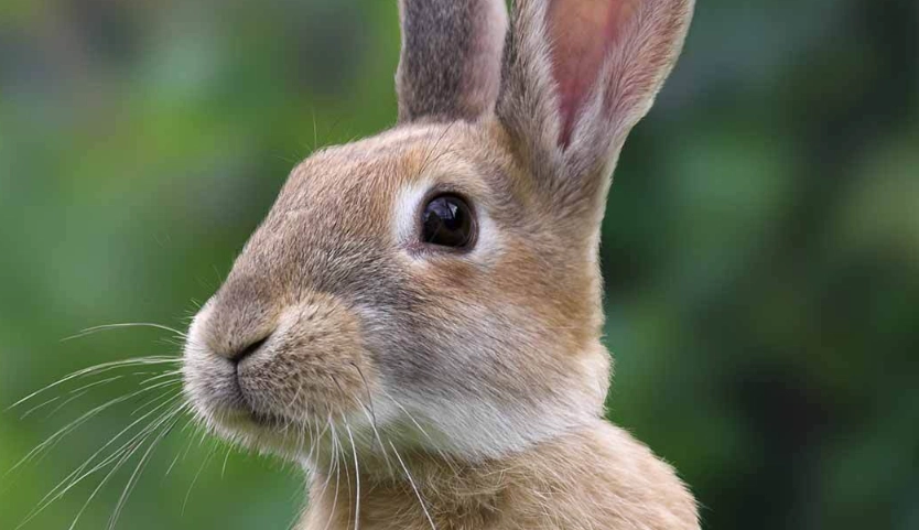 pet rabbit life expectancy pet rabbit life expectancy