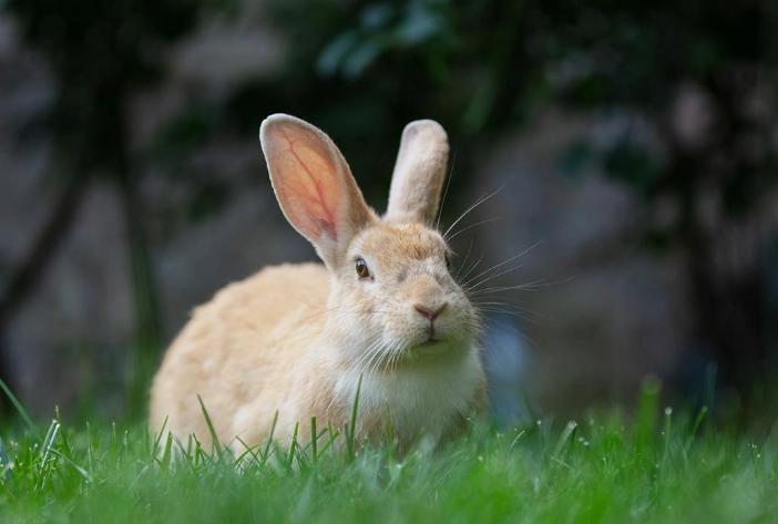 how long do rabbits live how long do rabbits live