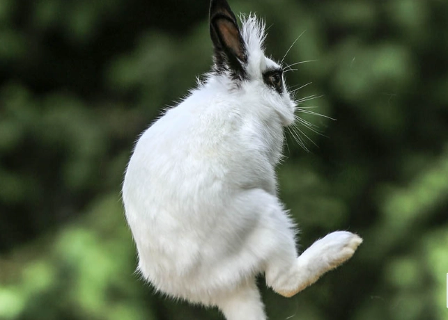 rabbit jumping height