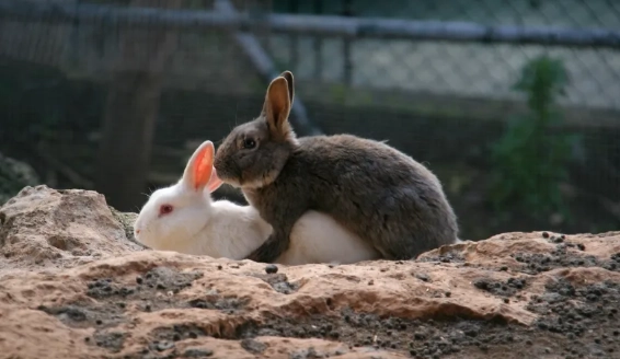 rabbit pair bonding