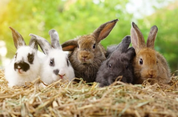 pet rabbit care