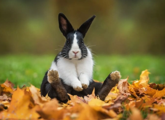 pet rabbit lifespan