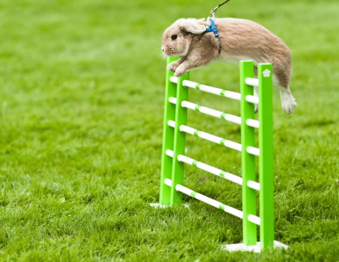 rabbit jumping height