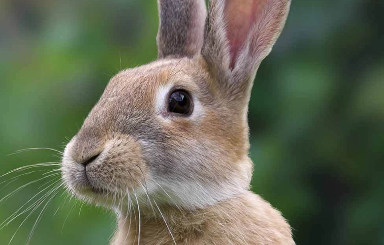 how long do rabbits live how long do rabbits live