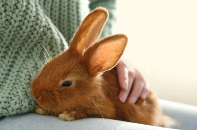 are rabbits good pets