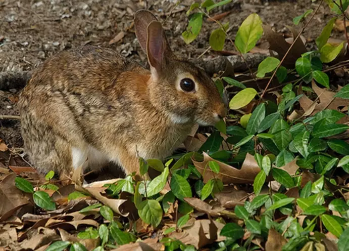 keep rabbits out of garden