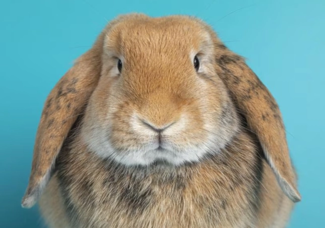 rabbit lifespan rabbit lifespan