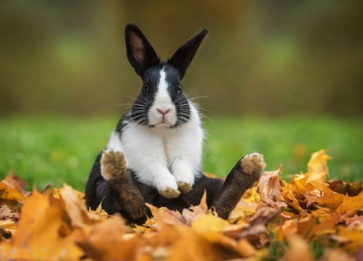 pet rabbit life expectancy pet rabbit life expectancy