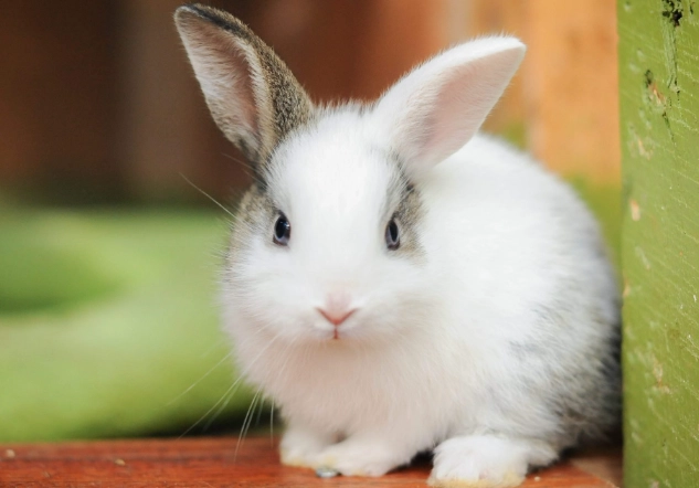 rabbit lifespan rabbit lifespan