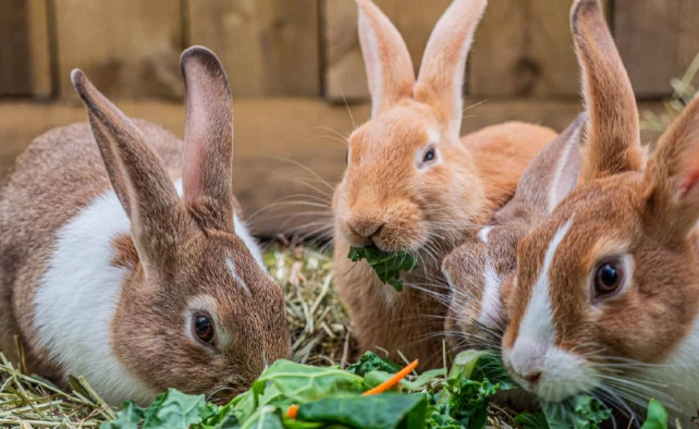 are rabbits good pets