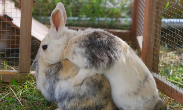 rabbit mating behavior