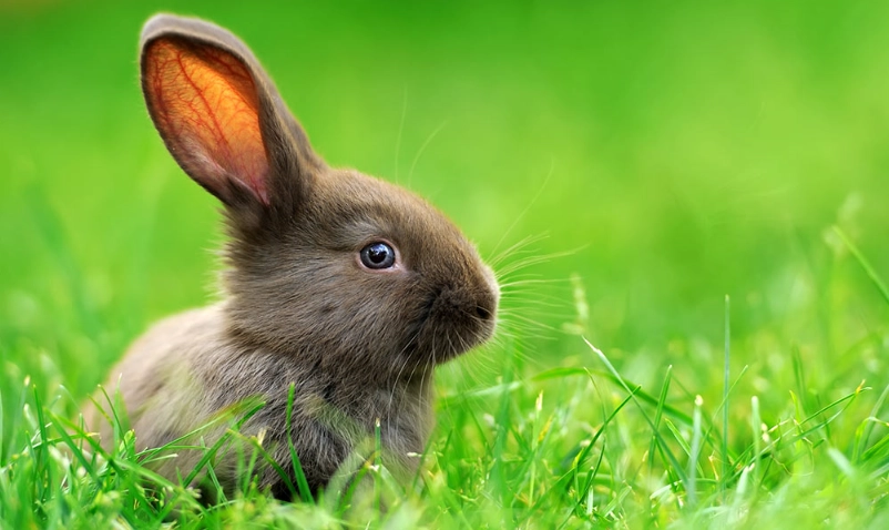 pet rabbit life expectancy pet rabbit life expectancy