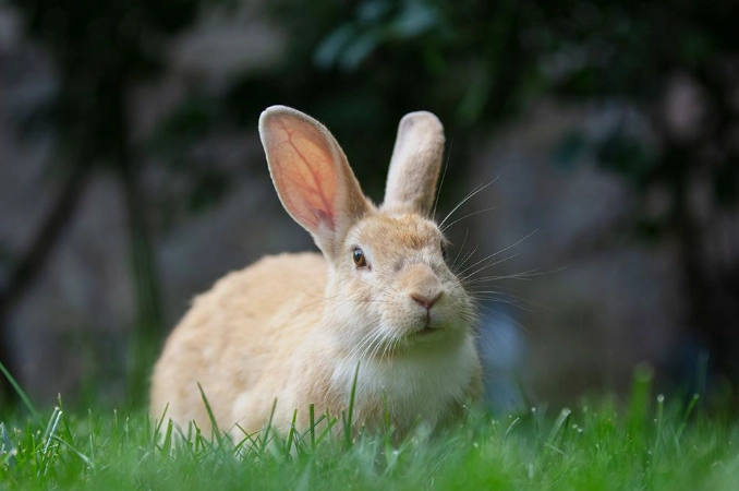 pet rabbit care