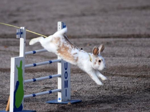 pet rabbit safety