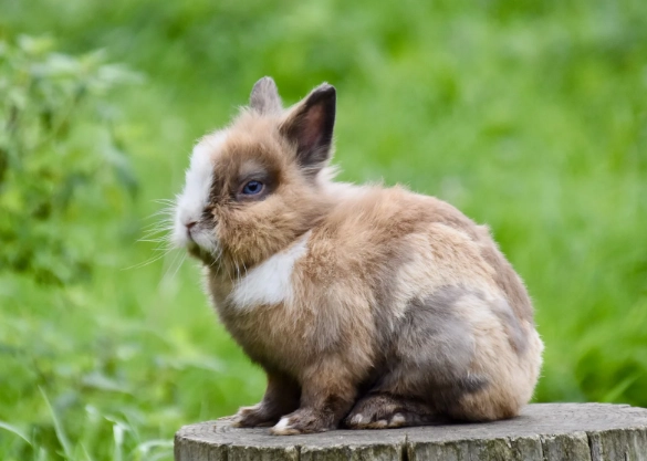 rabbit lifespan rabbit lifespan