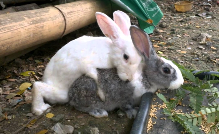 rabbit mating behavior