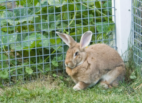 keep rabbits out of garden