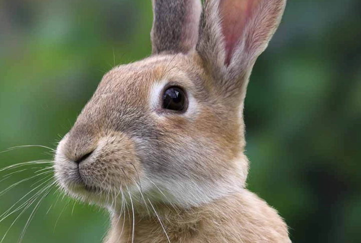 pet rabbit lifespan