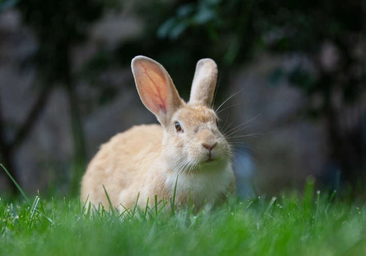 how long do pet rabbits live how long do pet rabbits live