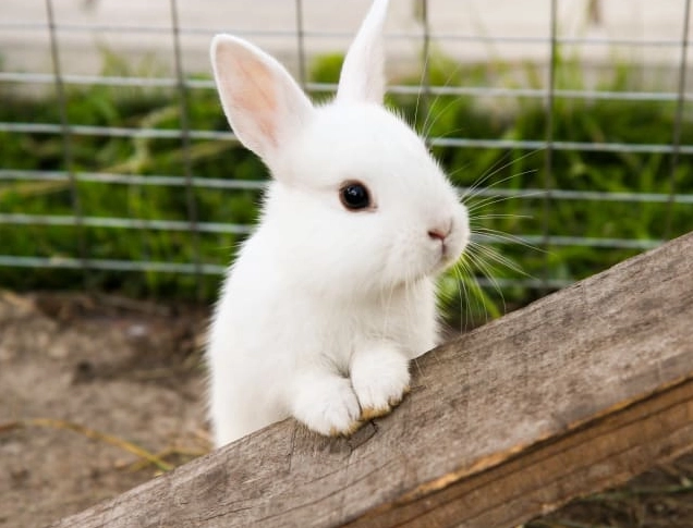 how long do pet rabbits live how long do pet rabbits live
