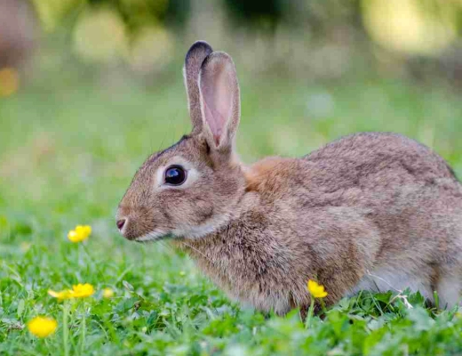 rabbit rodent difference