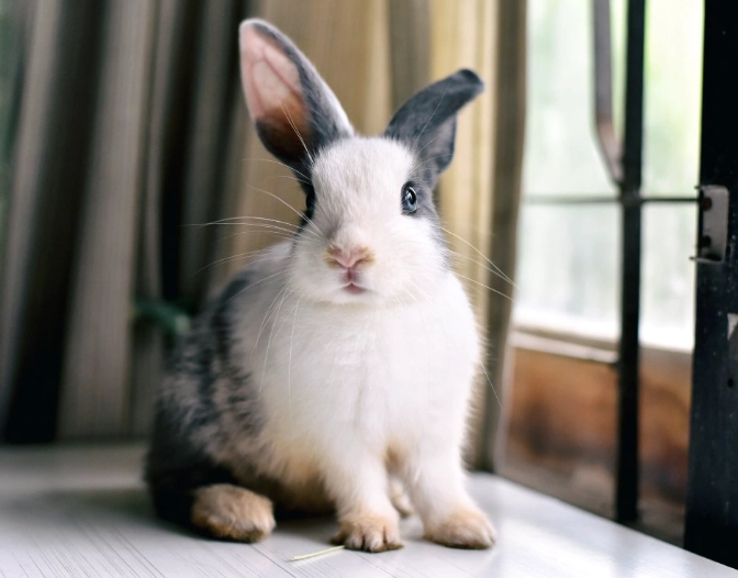 rabbit lifespan rabbit lifespan