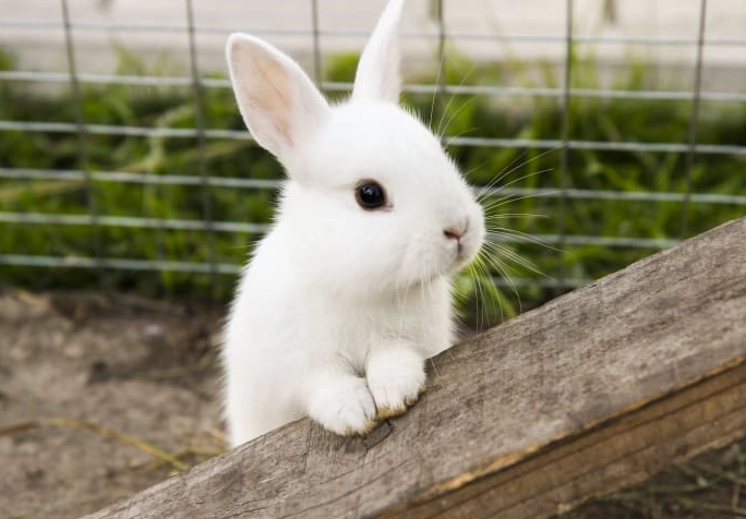 rabbit rodent difference