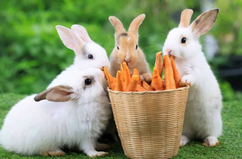 rabbit diet