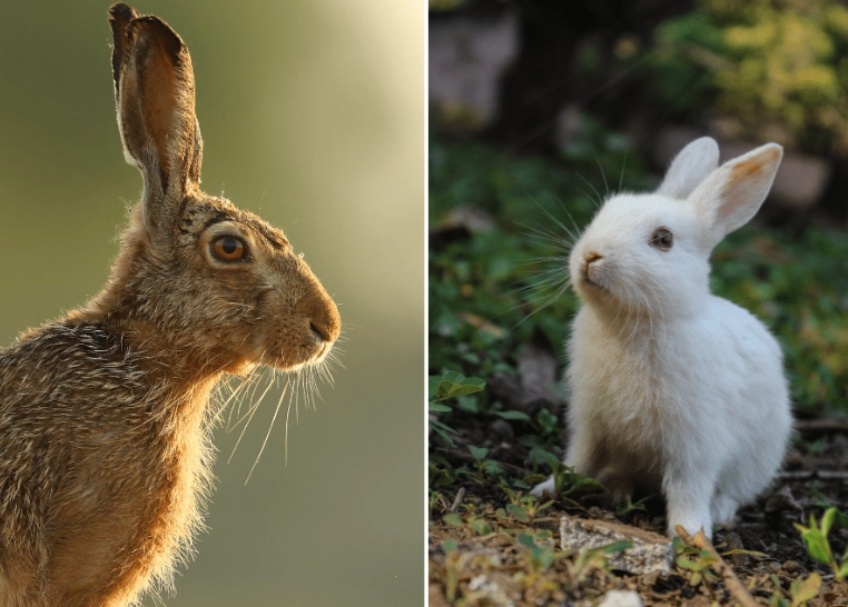 difference between hare and rabbit