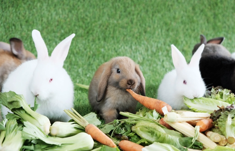 rabbit diet rabbit diet