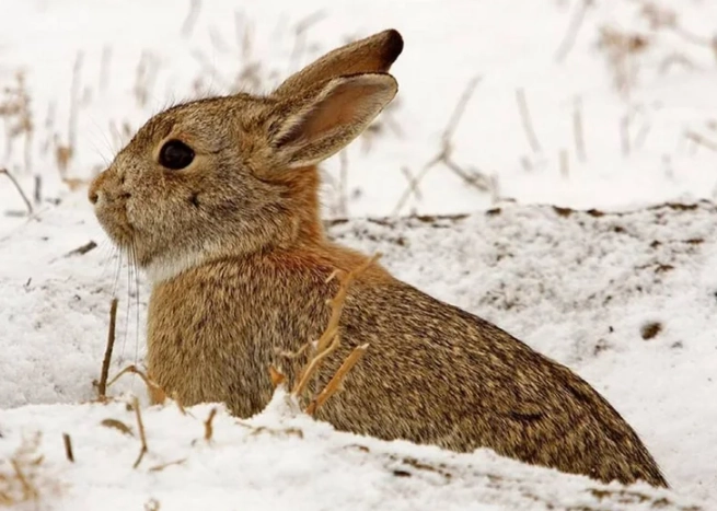 do rabbits hibernate