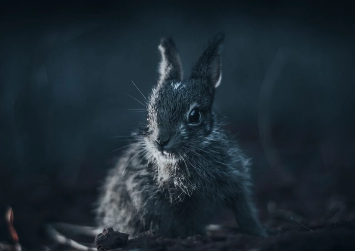 rabbit eyesight in low light