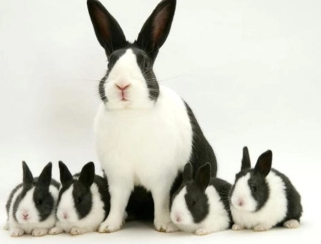 Holland Lop rabbit care Holland Lop rabbit care