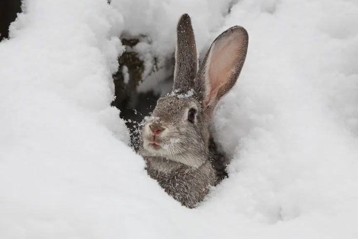 pet rabbit cold weather