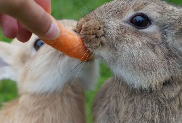 safe vegetables for rabbits