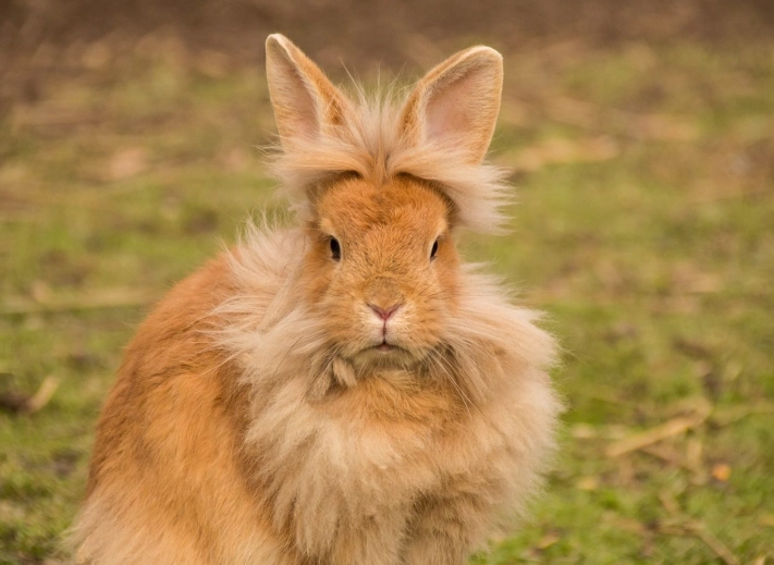rabbit breeds