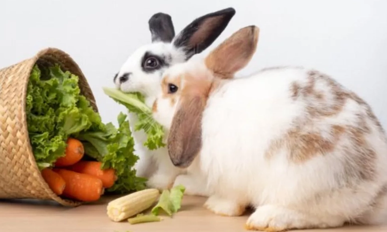 can rabbits eat cat food can rabbits eat cat food