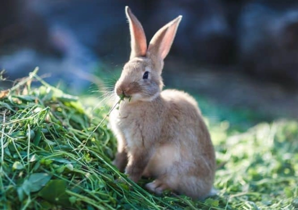 do rabbits hibernate