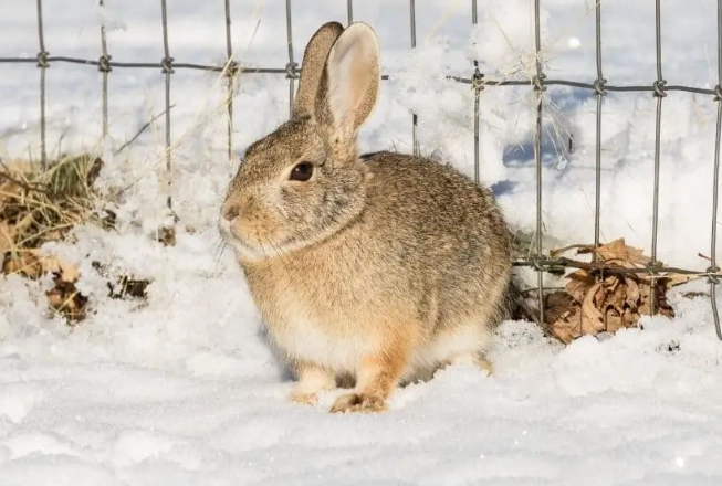 rabbit winter care