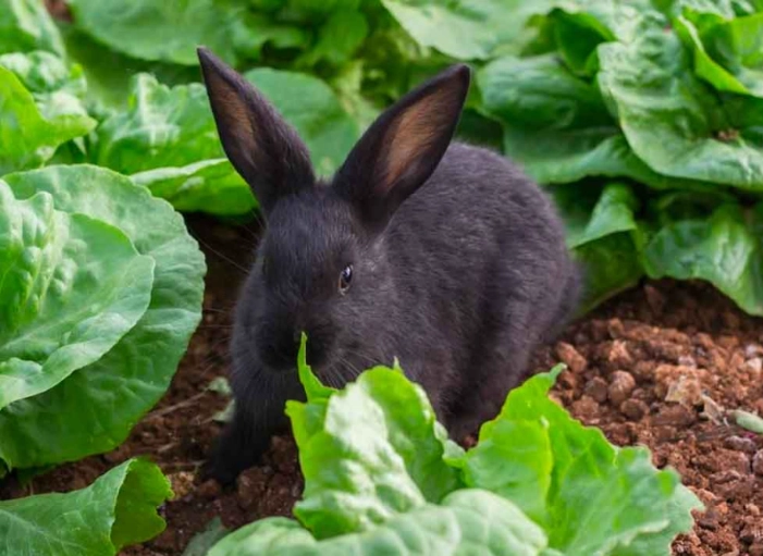 can rabbits have cabbage