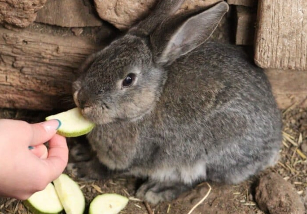 rabbit diet zucchini