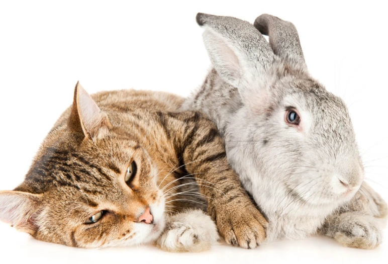 rabbit nutrition rabbit nutrition