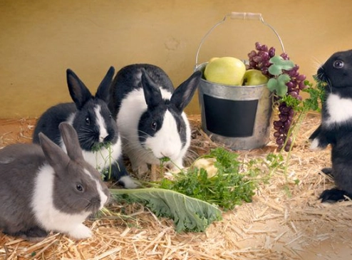 feeding zucchini to rabbits