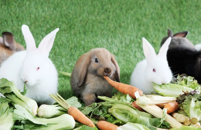 rabbit diet