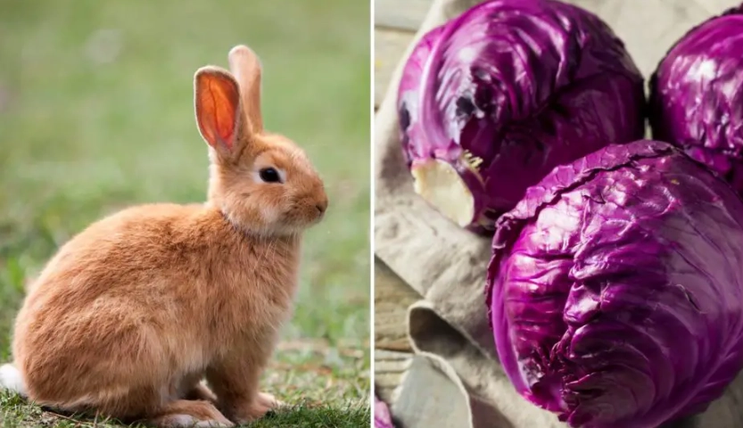 rabbit diet