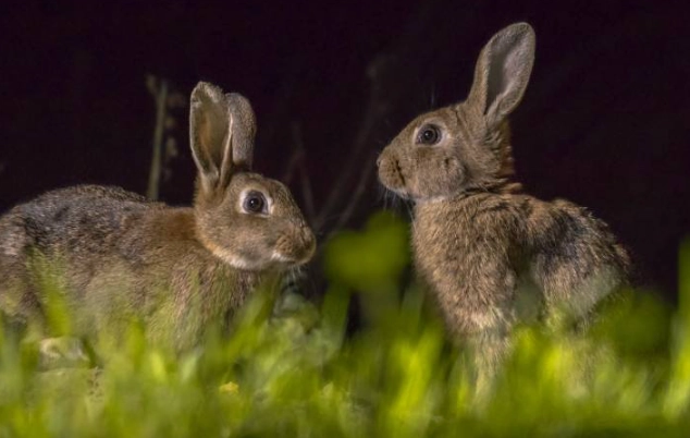 rabbit night vision
