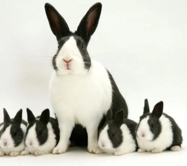 Holland Lop bunny Holland Lop bunny